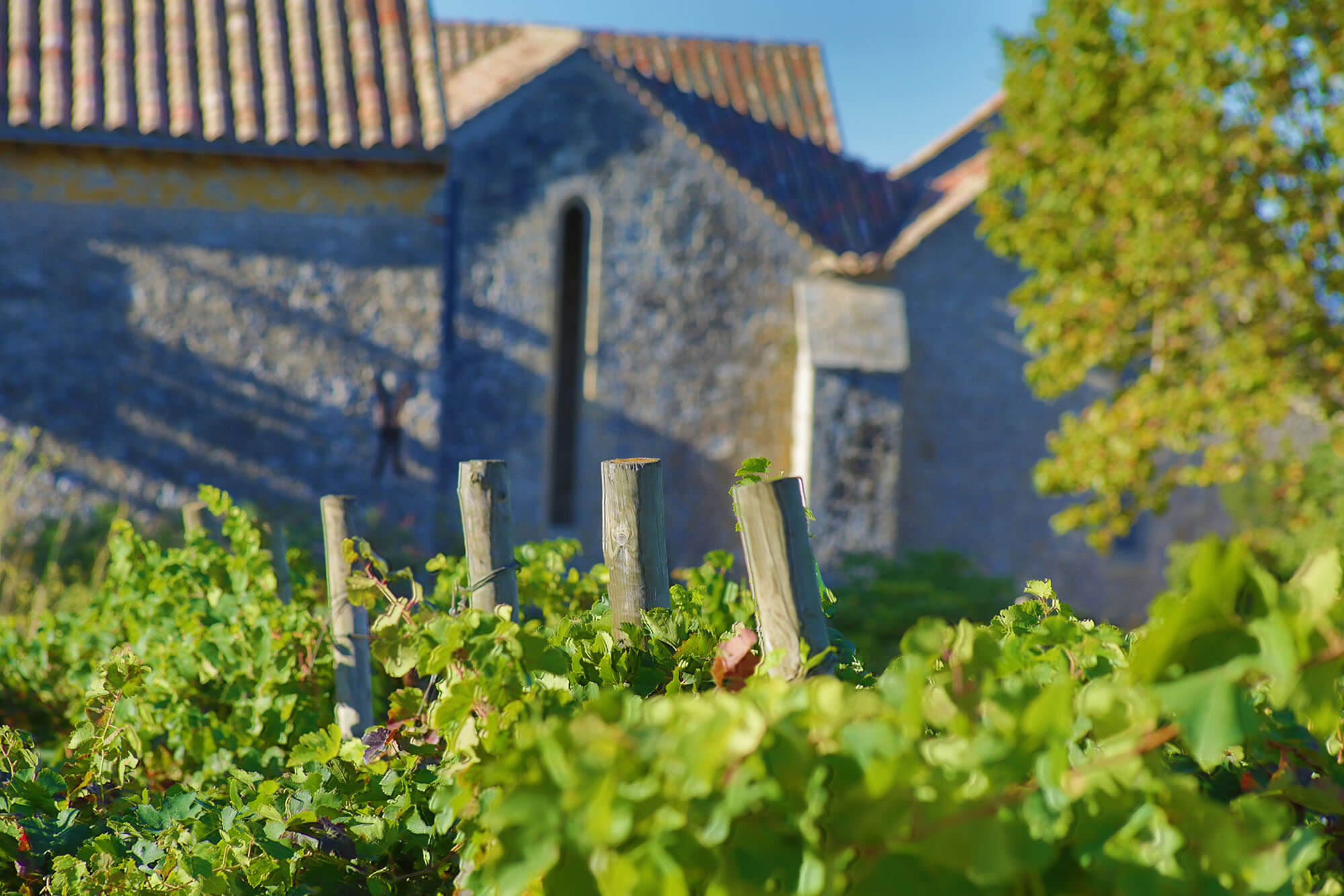 Domaine Abbaye des Monges, vins AOP la Clape