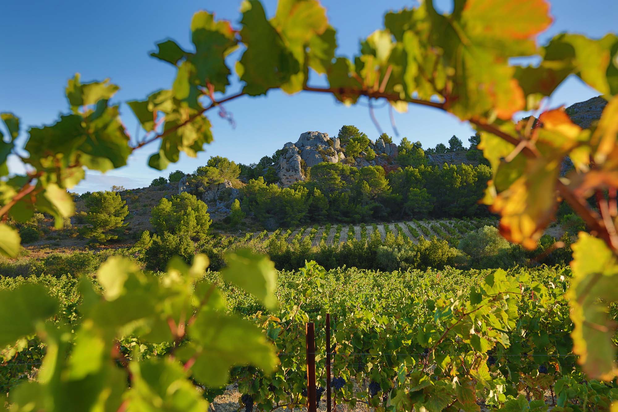 Le massif de la Clape, dont est issus les vins AOP la Clape